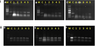 Enhancing RNAi Efficiency to Decipher the Functional Response of Potential Genes in Bemisia tabaci AsiaII-1 (Gennadius) Through dsRNA Feeding Assays